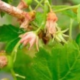 Kovrčava, frotir i reverzija listova ribizle - tretman